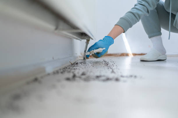 Best Termite Control Services  in Brewer, ME